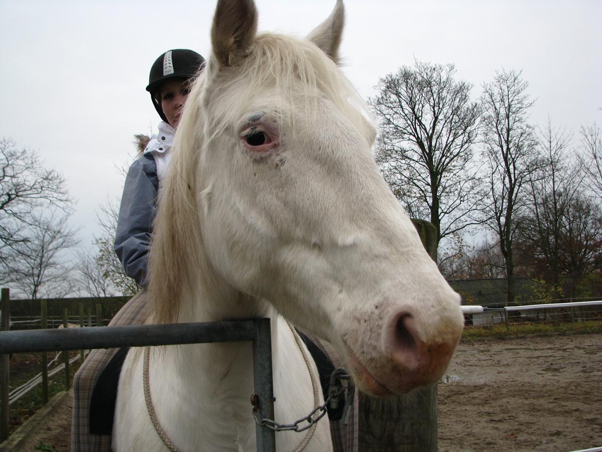 Knabstrupper Tonkas Nashanti billede 17