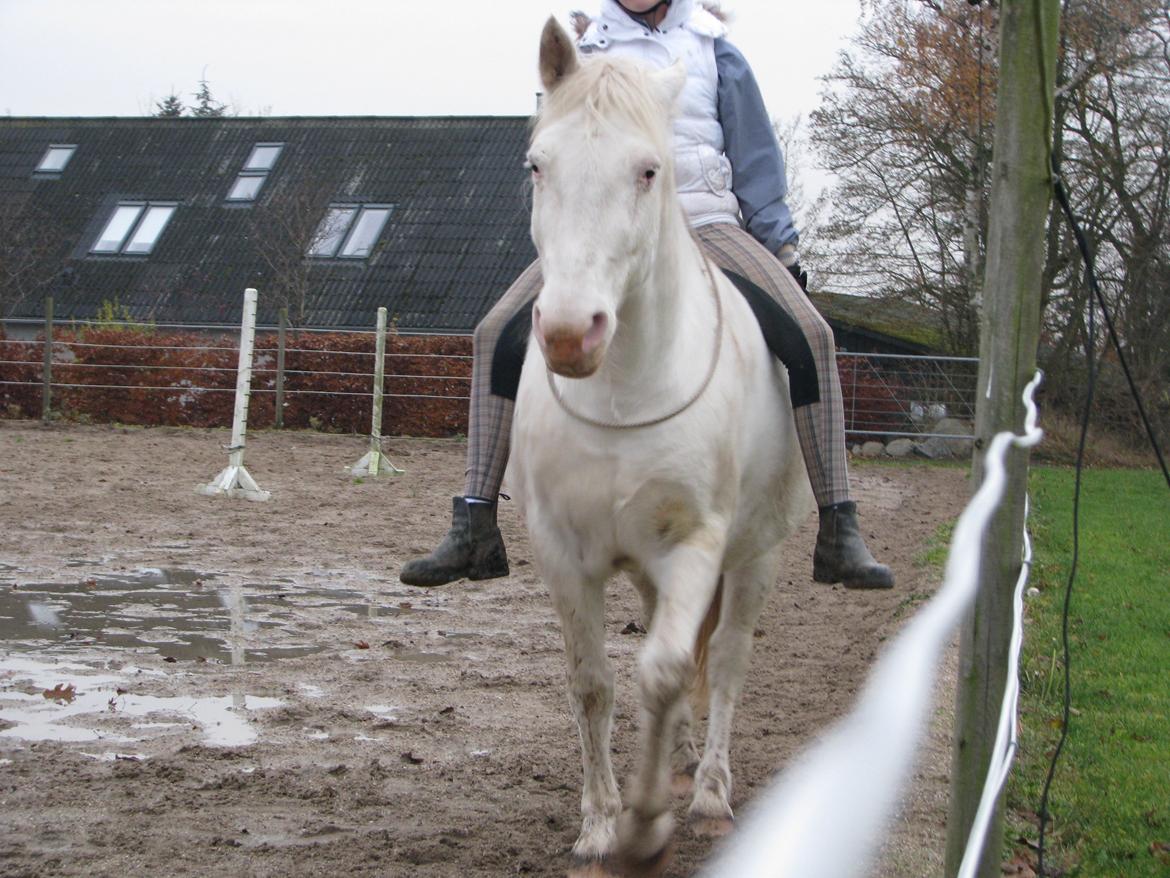 Knabstrupper Tonkas Nashanti billede 18