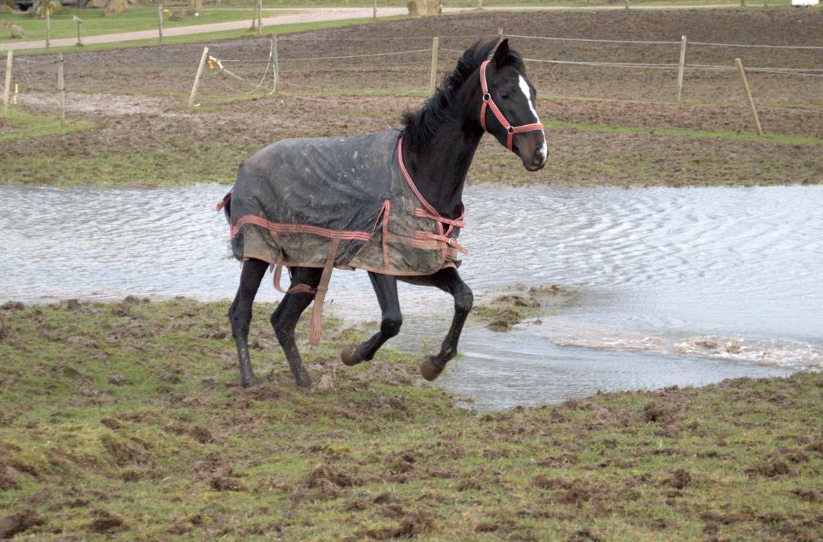 Dansk Varmblod Fly De La Vega | R.I.P. Baby :'(<3 - Vildhest<3 
Taget den 10.01.13 billede 1