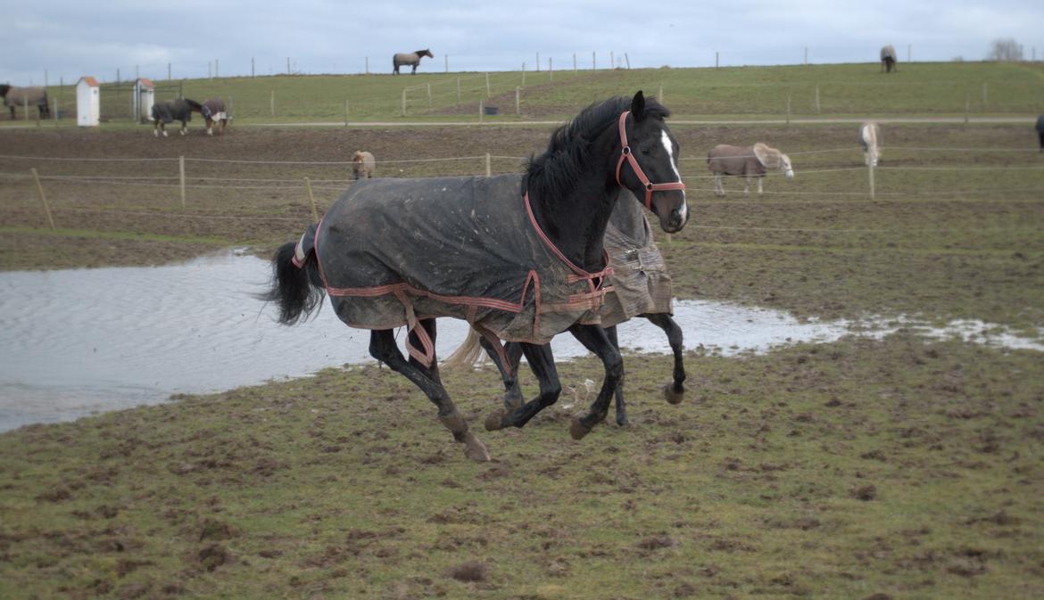 Dansk Varmblod Fly De La Vega | R.I.P. Baby :'(<3 billede 18