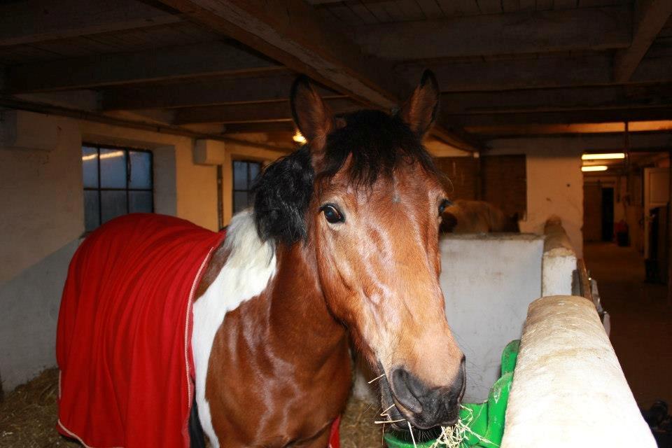 Anden særlig race Athene billede 1