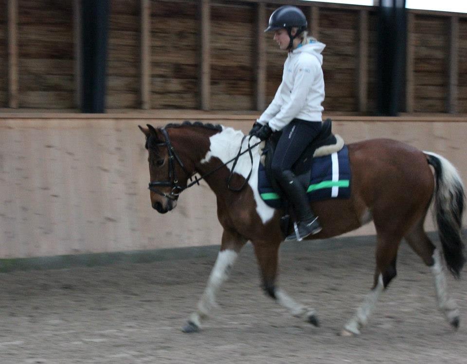 Anden særlig race Athene billede 2