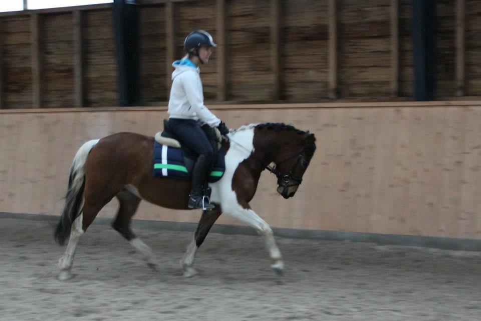 Anden særlig race Athene billede 3