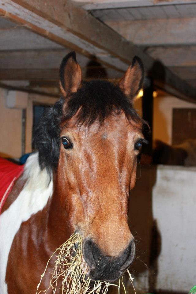 Anden særlig race Athene billede 4