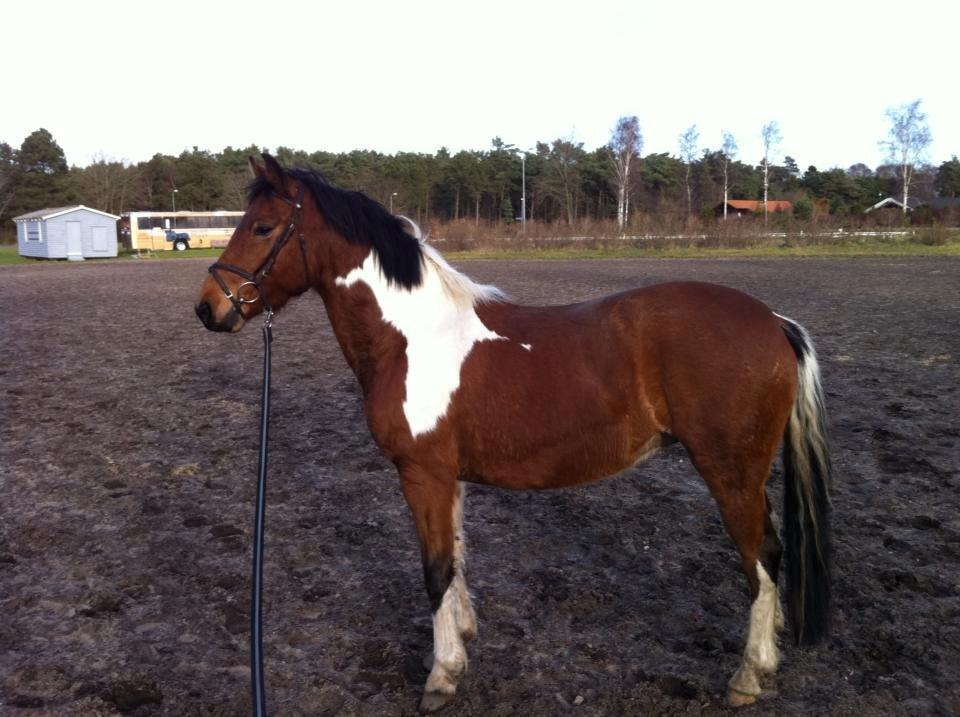 Anden særlig race Athene billede 7