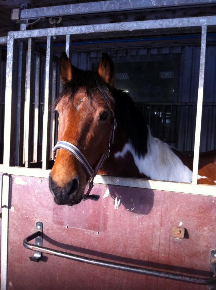 Anden særlig race Athene billede 8