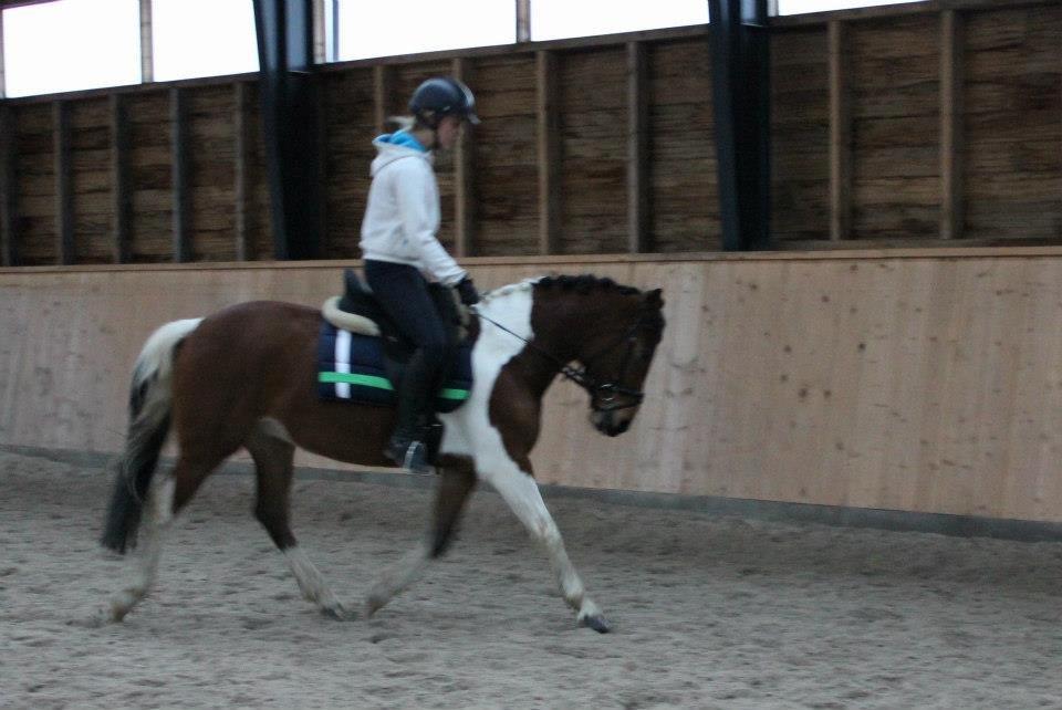 Anden særlig race Athene billede 9