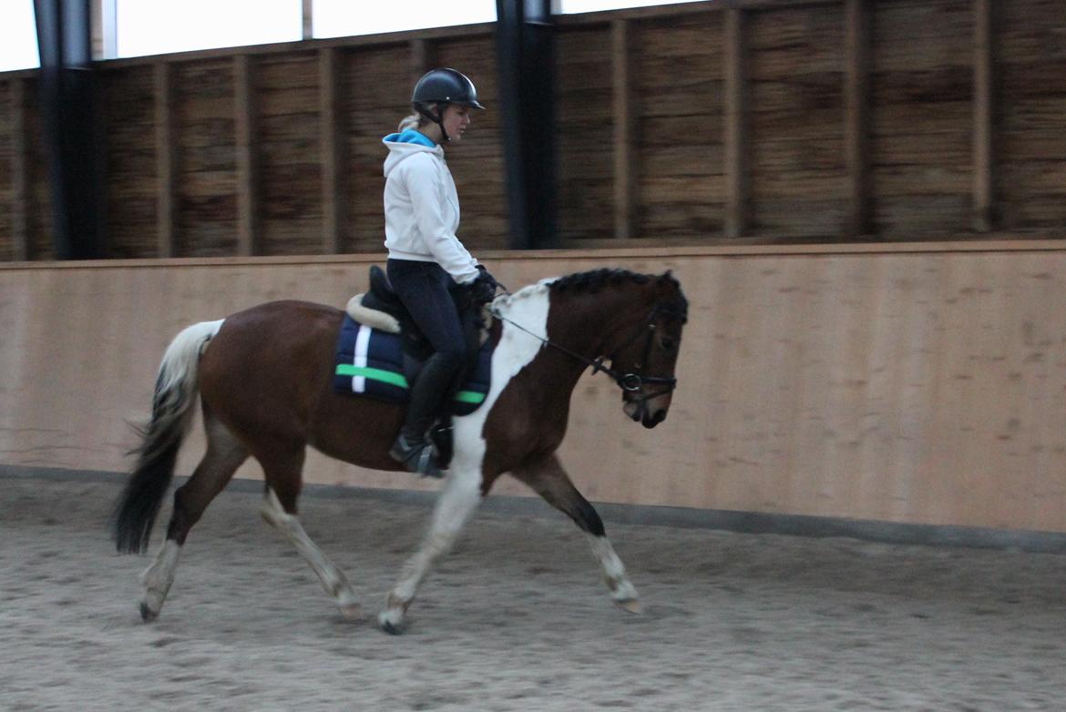 Anden særlig race Athene billede 10