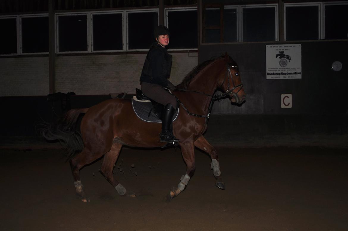 Dansk Varmblod Pittegårdens Cordoba billede 3