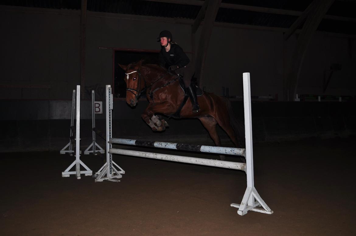 Dansk Varmblod Pittegårdens Cordoba billede 4