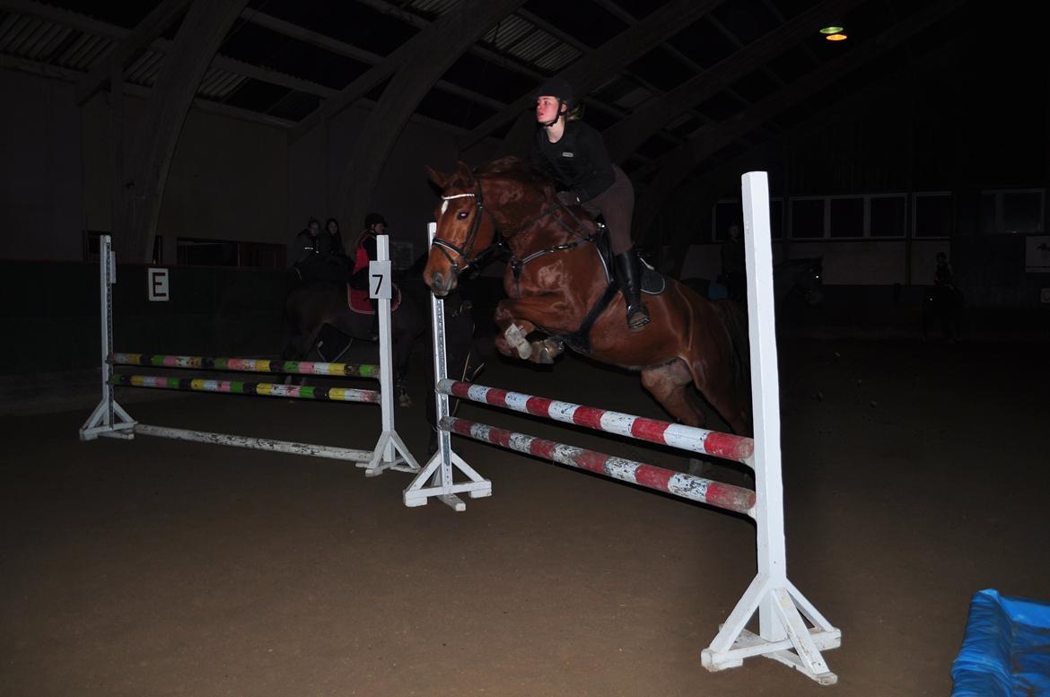 Dansk Varmblod Pittegårdens Cordoba billede 5