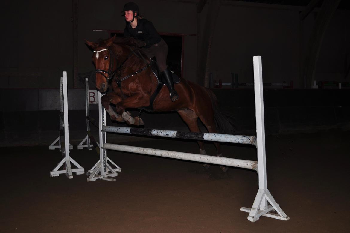 Dansk Varmblod Pittegårdens Cordoba billede 6