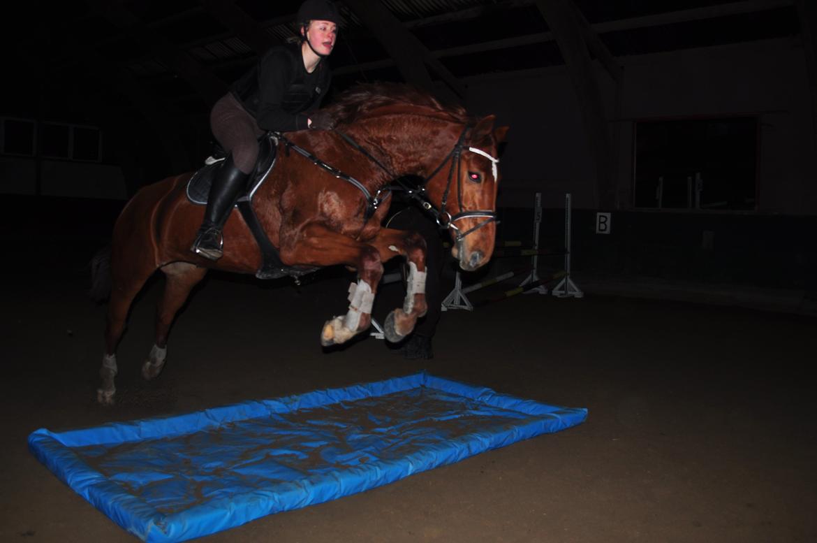 Dansk Varmblod Pittegårdens Cordoba billede 7