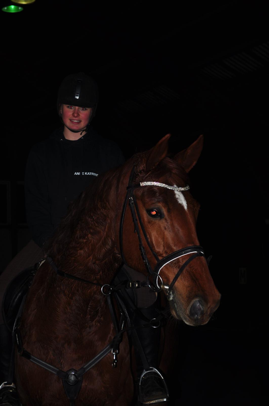 Dansk Varmblod Pittegårdens Cordoba billede 8