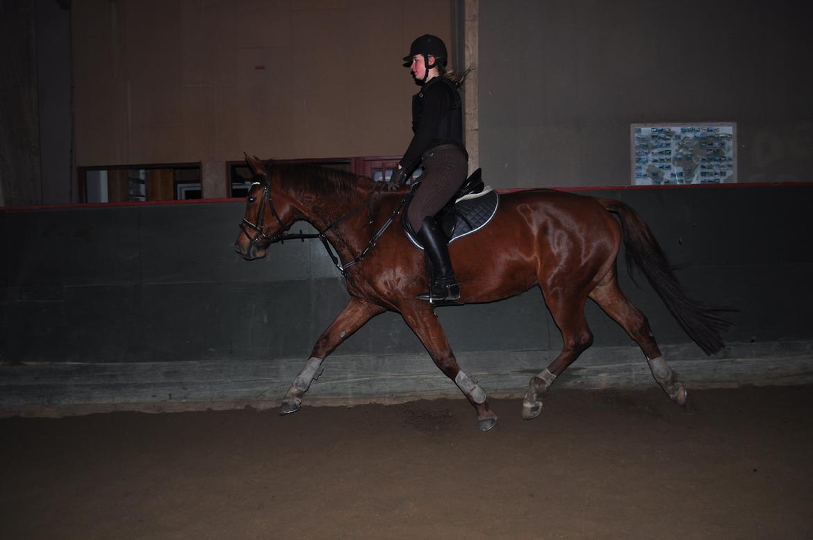 Dansk Varmblod Pittegårdens Cordoba billede 9