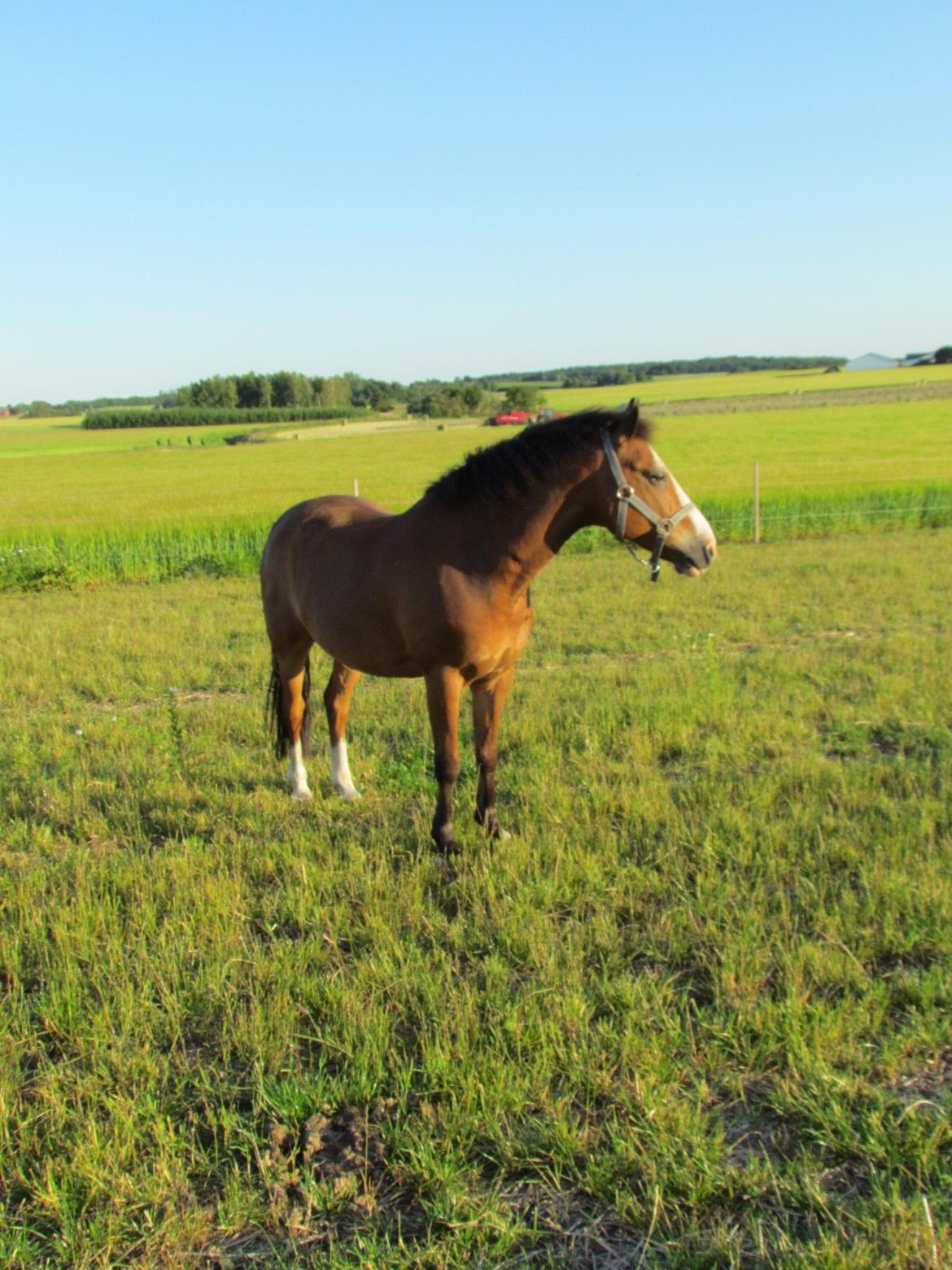New Forest Ping billede 4