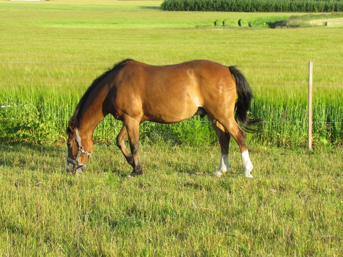 New Forest Ping billede 5