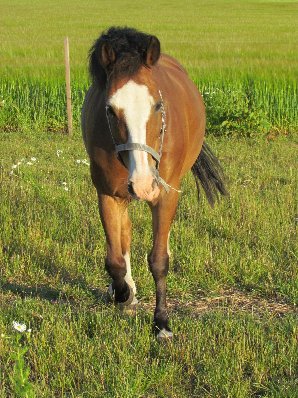 New Forest Ping - se lige min smukke pony  billede 6