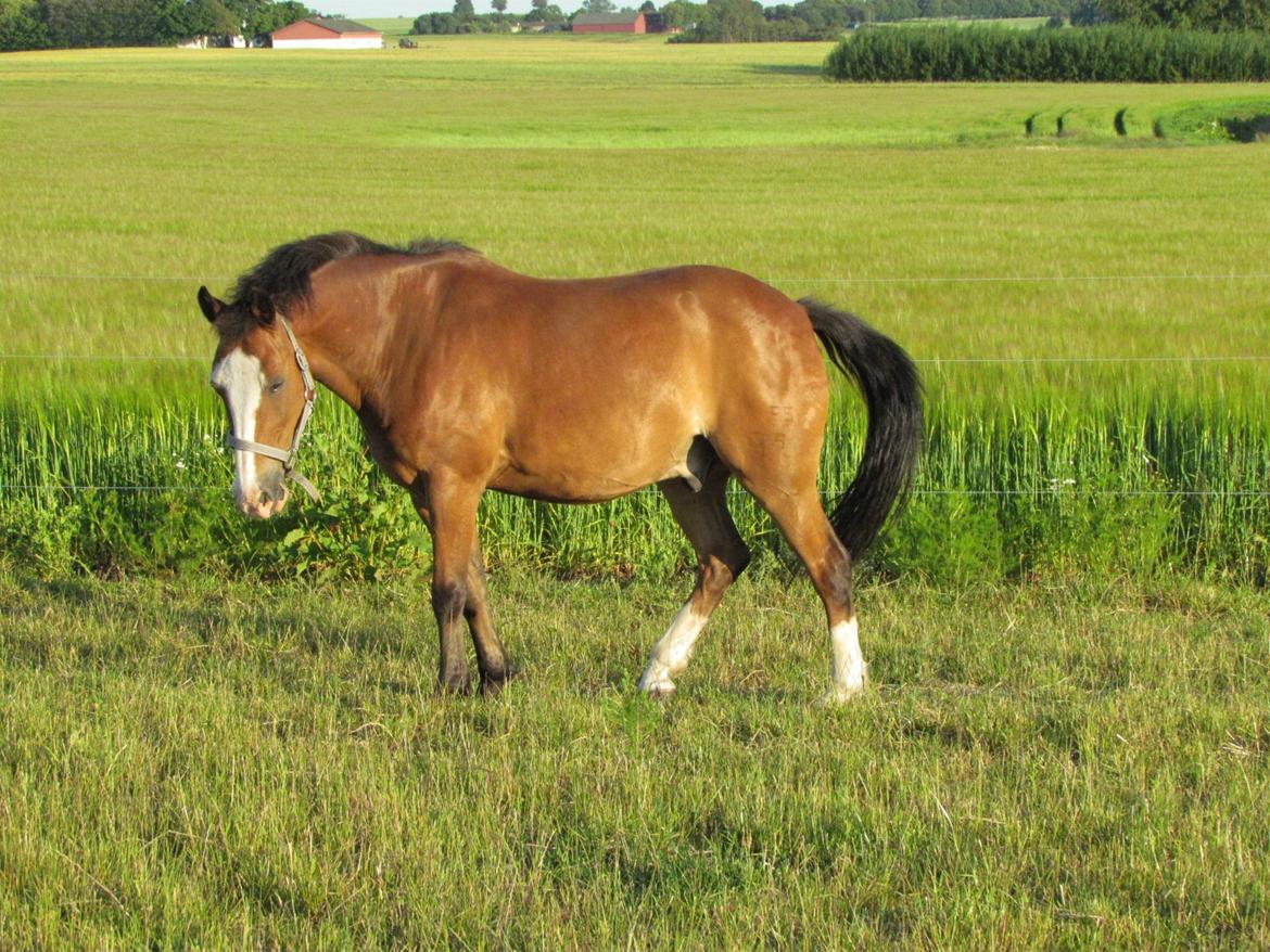 New Forest Ping - der var lidt sol den dag
 billede 7