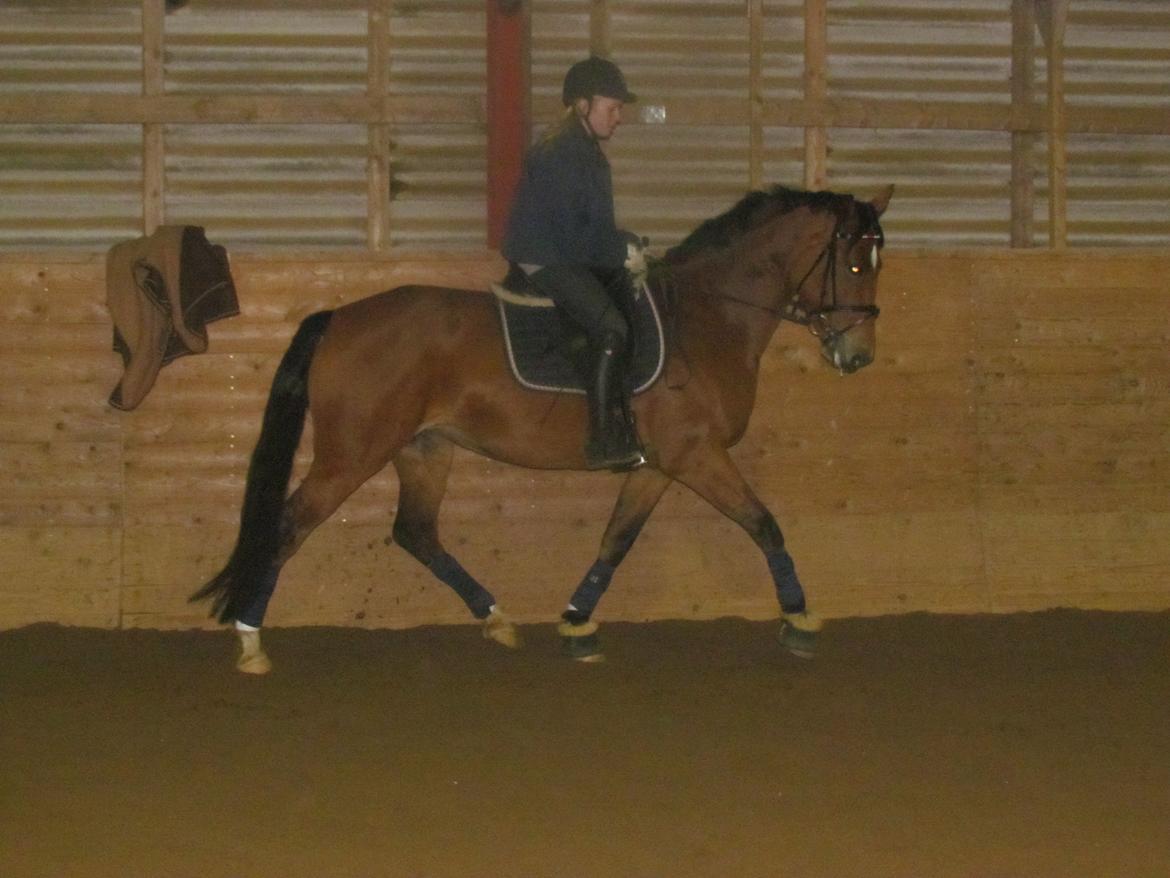 Hollandsk Varmblod Bantry Bay billede 2