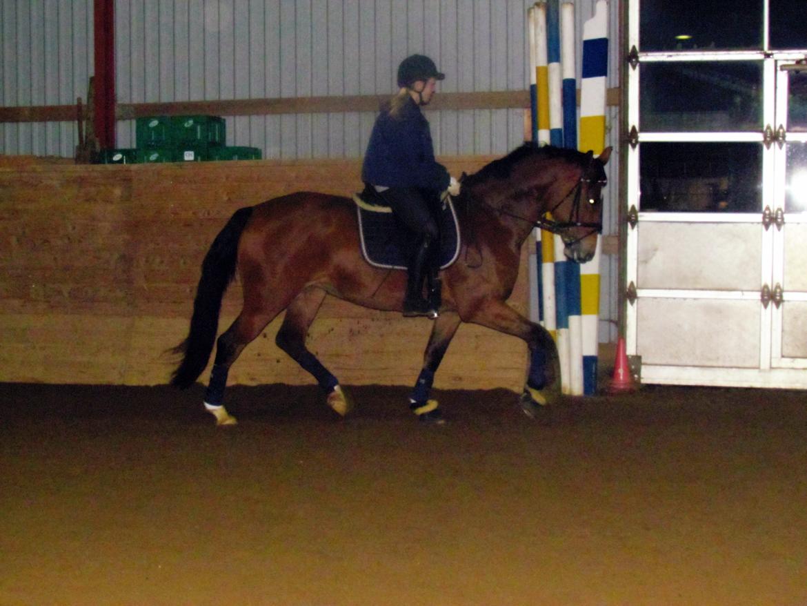 Hollandsk Varmblod Bantry Bay billede 3