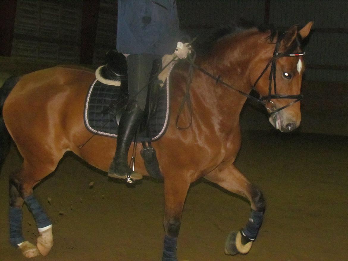 Hollandsk Varmblod Bantry Bay billede 4