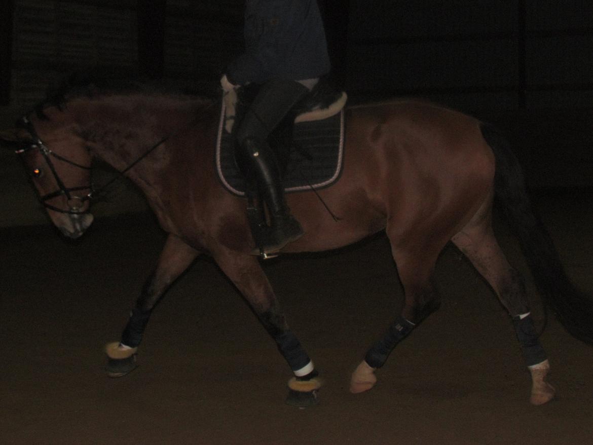 Hollandsk Varmblod Bantry Bay billede 5