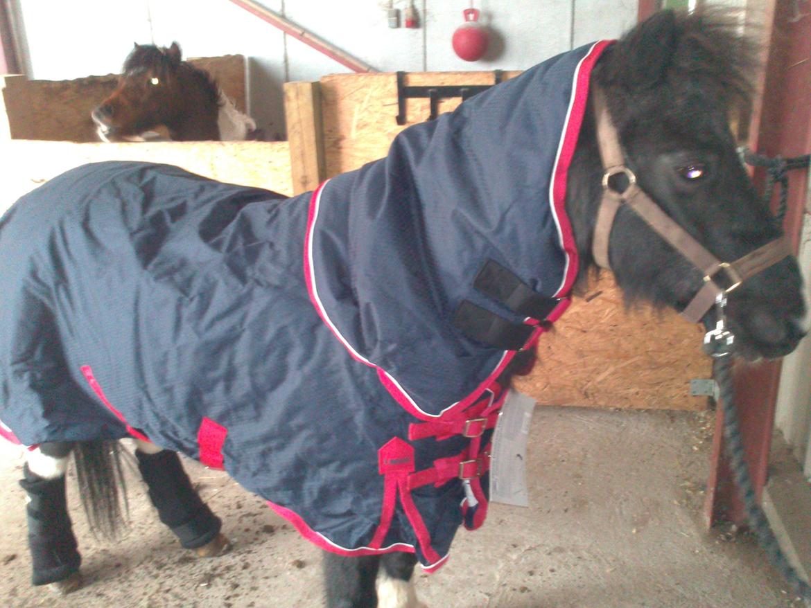 Pinto Topper - 11/1-13 ny jakke og nye benvarmer billede 9