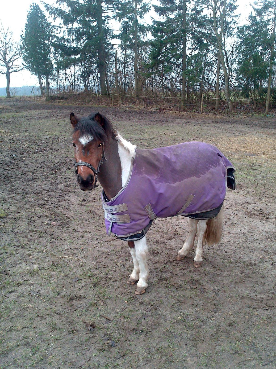 Pinto Korupgaards Karla - 11/1-13 billede 13