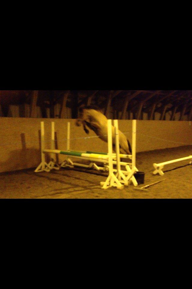 Anden særlig race Di'Mani's Freja - Løsspring d.10.01.13 billede 14