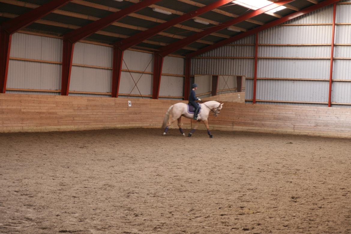 Palomino Heimdals amazing miracle billede 7