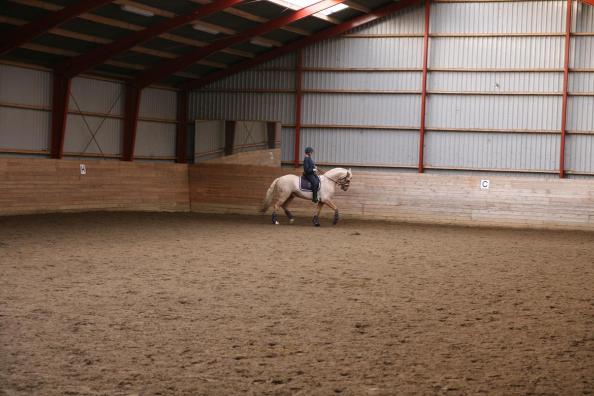 Palomino Heimdals amazing miracle billede 8