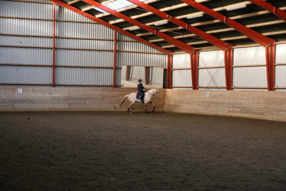 Palomino Heimdals amazing miracle billede 9