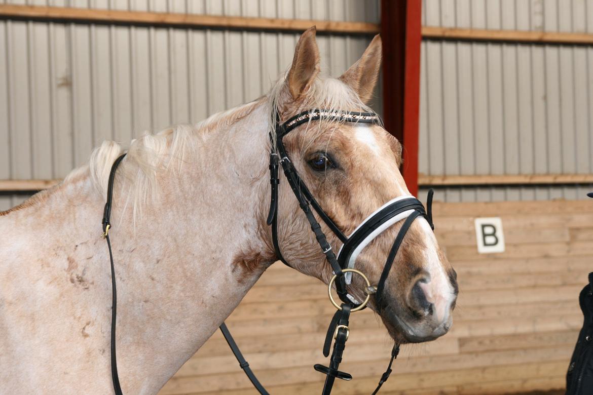 Palomino Heimdals amazing miracle - Efter en hård omgang ridning:D billede 10