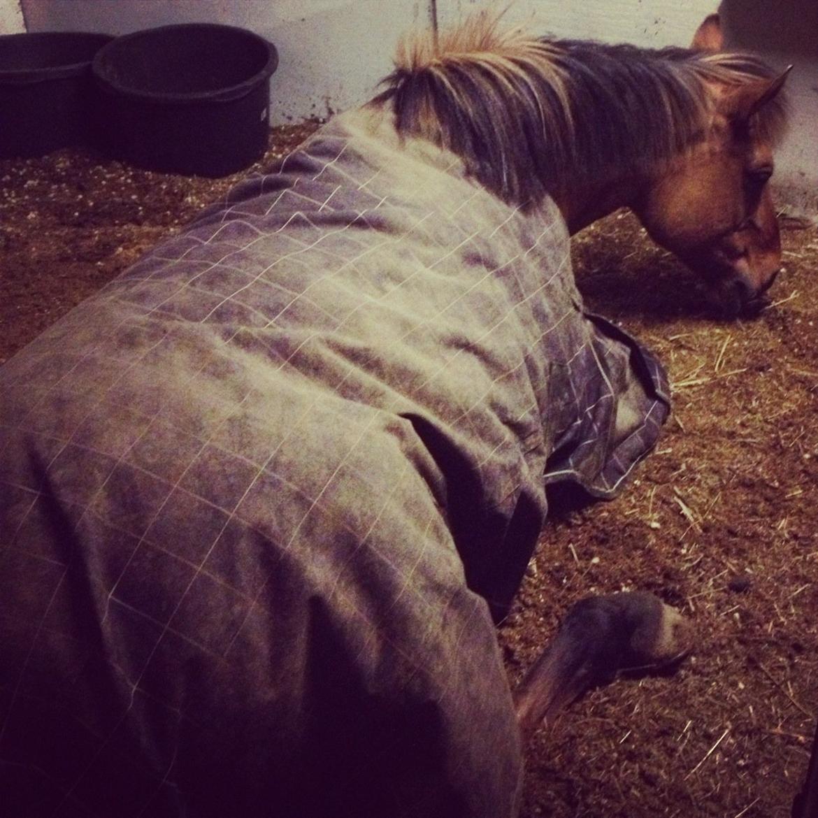 Anden særlig race Di'Mani's Freja billede 16