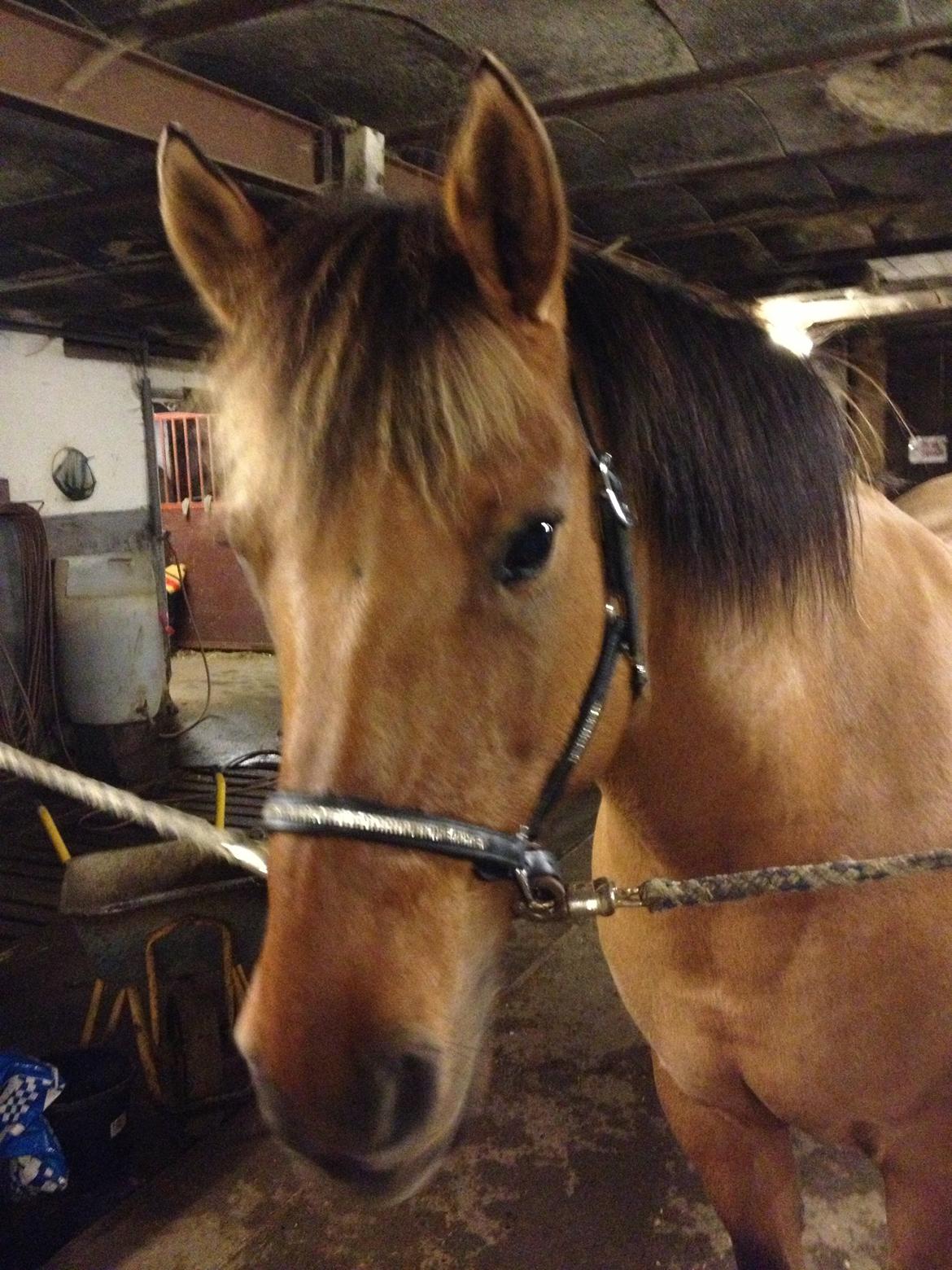 Anden særlig race Di'Mani's Freja - <3 billede 18