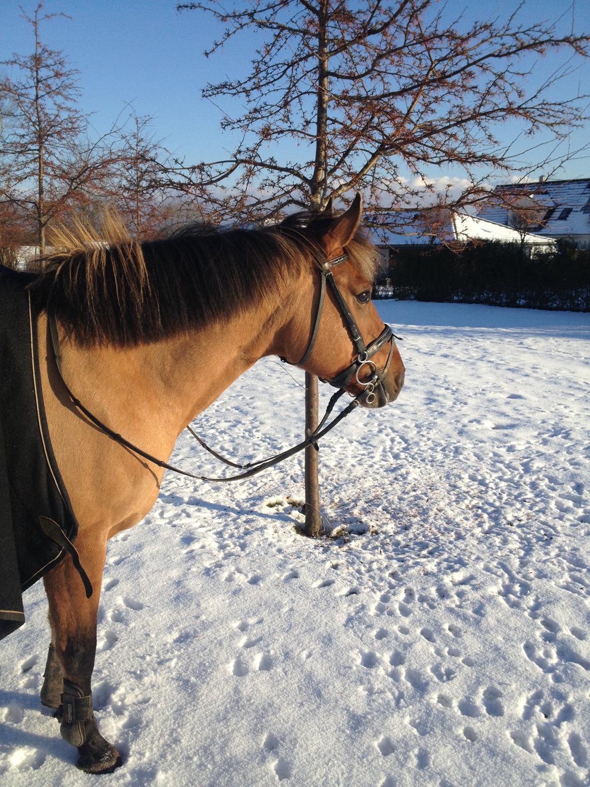 Anden særlig race Di'Mani's Freja billede 20