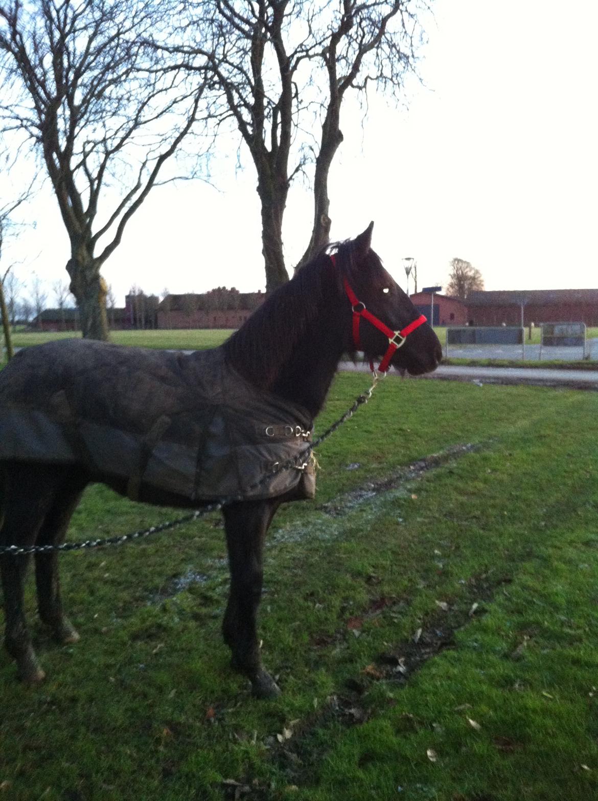 Anden særlig race Beauty - første gang ude og blive trykket og tæt på biler, og uden mor. 11-01-13 billede 8