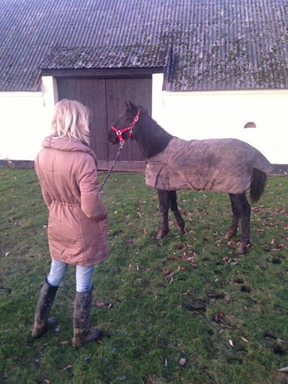 Anden særlig race Beauty - første gang ude og blive trykket og tæt på biler, og uden mor. 11-01-13 billede 9