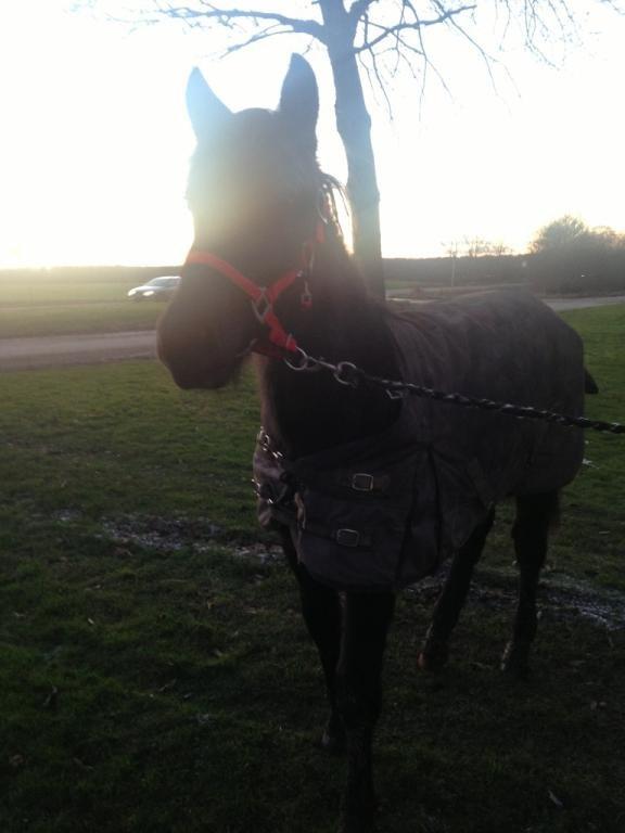 Anden særlig race Beauty - første gang ude og blive trykket og tæt på biler, og uden mor. 11-01-13 billede 10