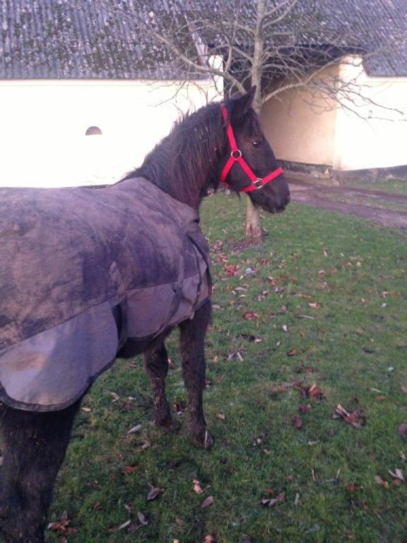 Anden særlig race Beauty - første gang ude og blive trykket og tæt på biler, og uden mor. 11-01-13 billede 11