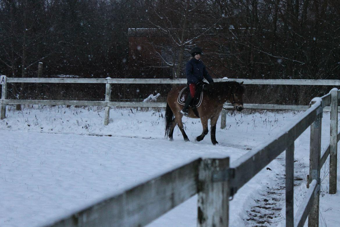 Gotlandsruss Tarpáns Idol. - Opvarmning - Skridt :) billede 19