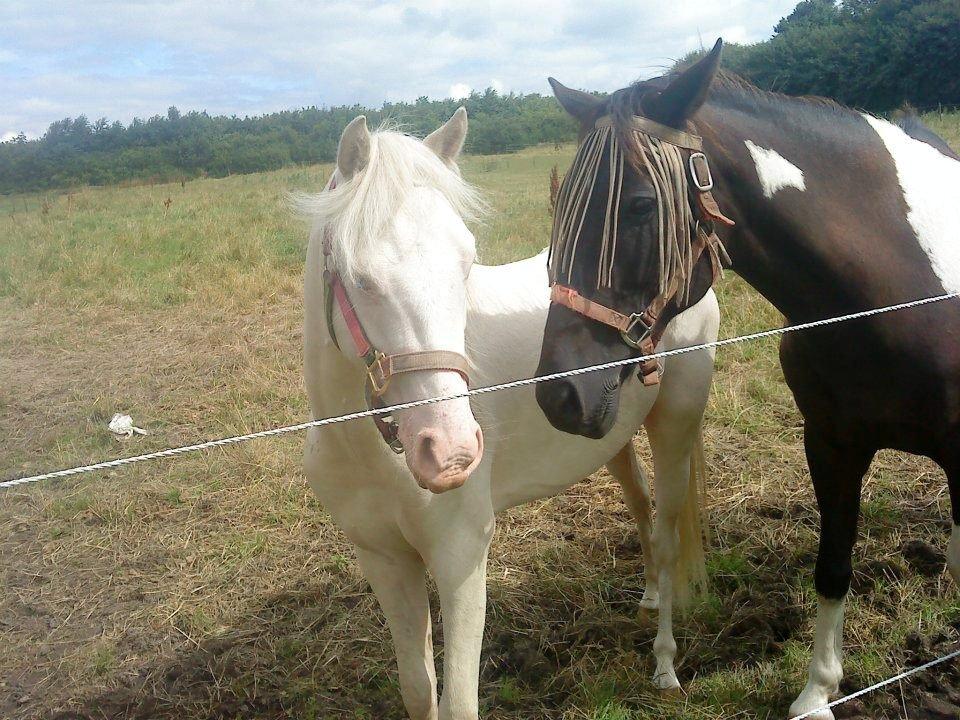 Welsh Pony (sec B) Aastrupgaards Aayan - Aayna og Malik. Det bliver sjovt og se hvad der kommer efter de to?!<3 billede 4