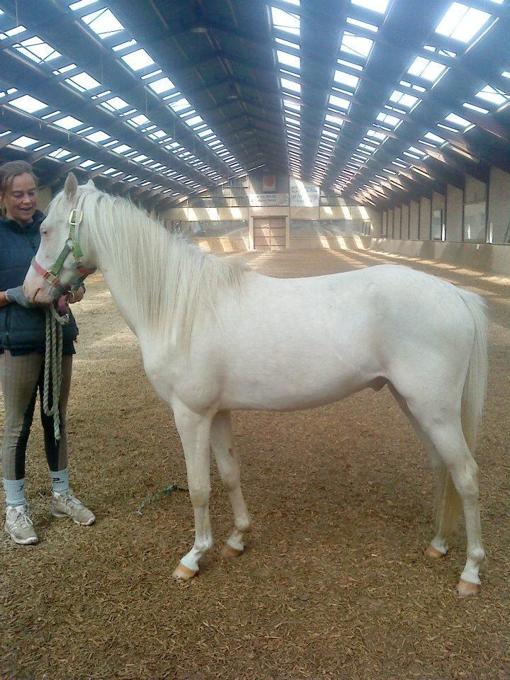Welsh Pony (sec B) Aastrupgaards Aayan - Aayan og mor i ridehuset. <3 billede 2