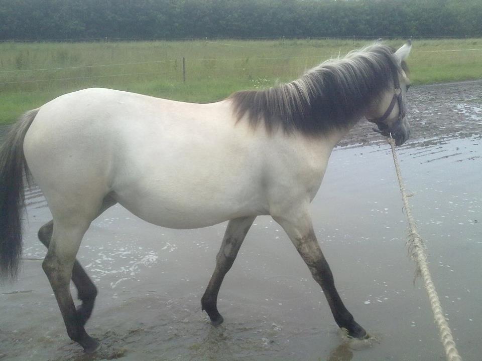 Anden særlig race Nasira Vanilla Alvilda billede 2