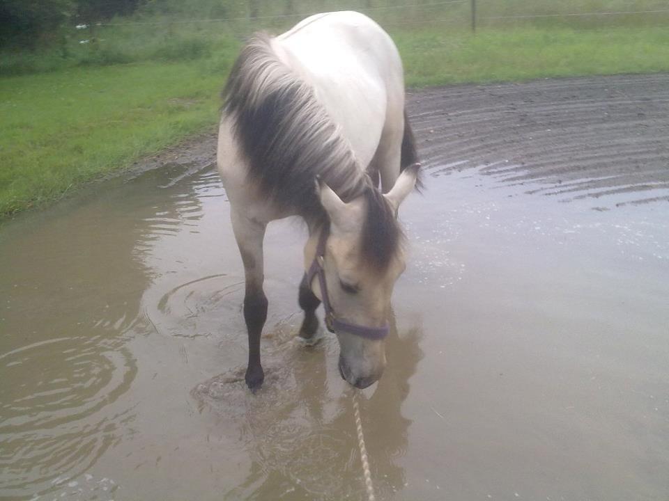 Anden særlig race Nasira Vanilla Alvilda billede 3