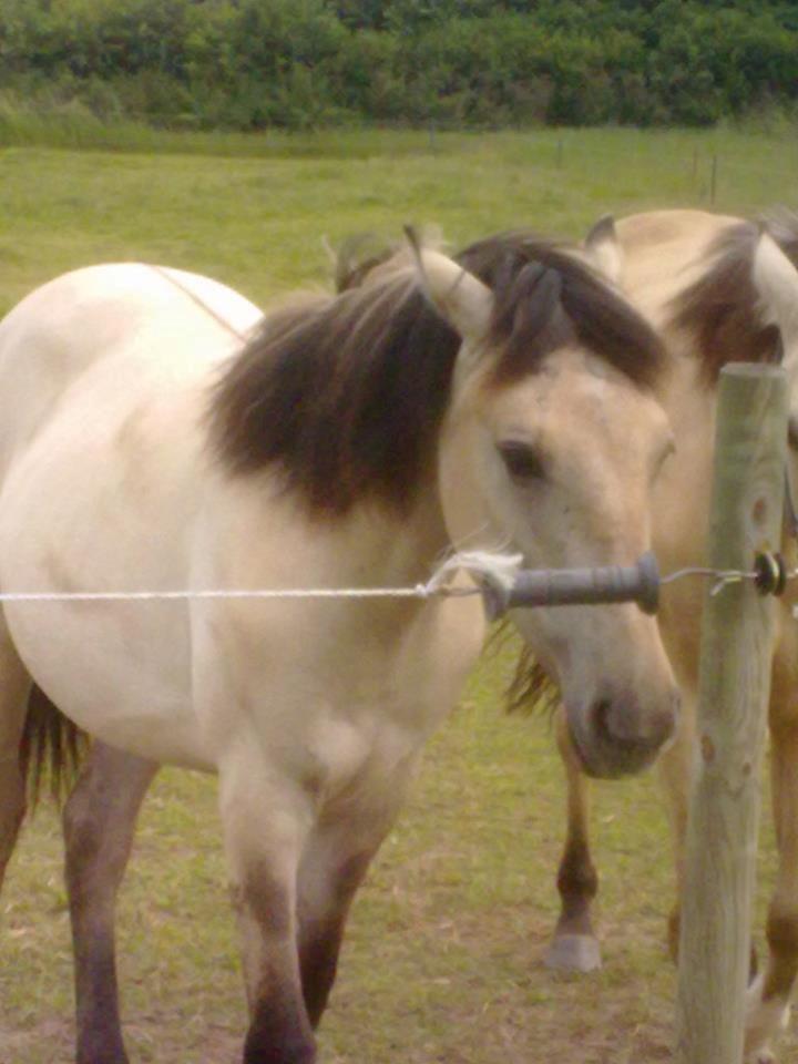 Anden særlig race Nasira Vanilla Alvilda billede 5