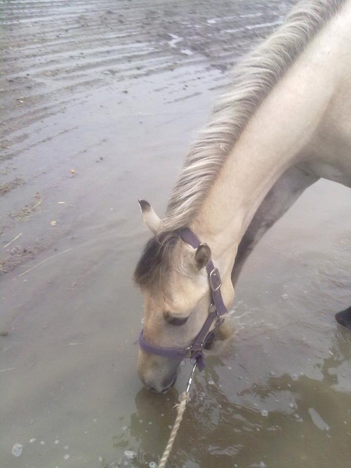 Anden særlig race Nasira Vanilla Alvilda billede 6