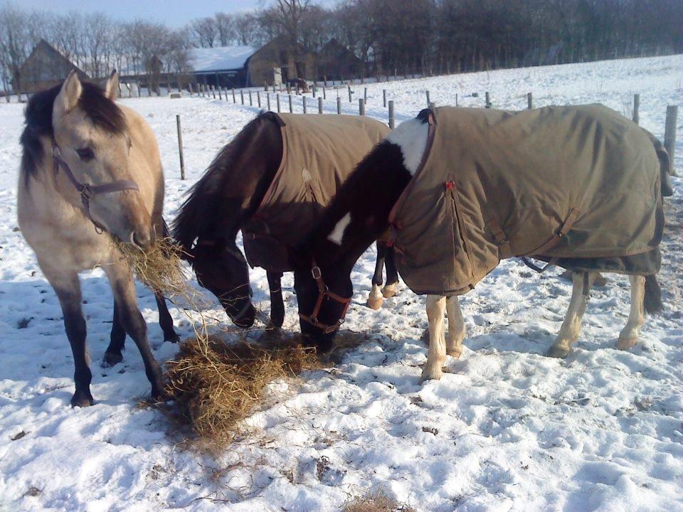 Anden særlig race Nasira Vanilla Alvilda billede 7
