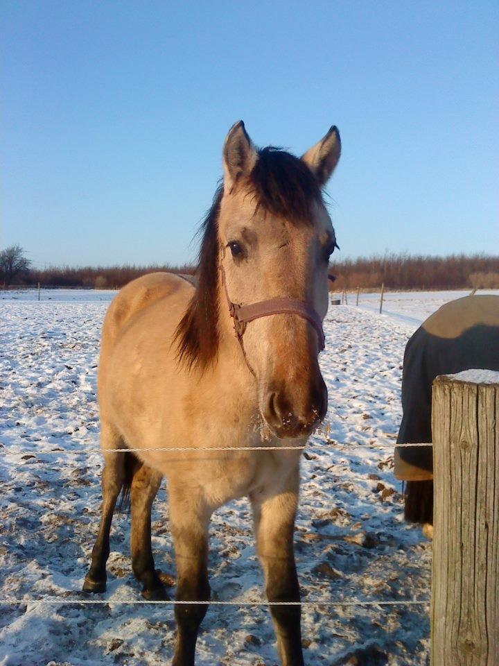 Anden særlig race Nasira Vanilla Alvilda billede 10